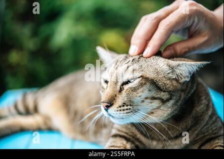 La mano che tocca la testa e il viso dei gatti si addormenta sul pavimento blu di cemento, da vicino. Foto Stock