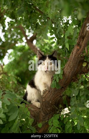 Gatto bianco e nero arroccato su un ramo di albero storto circondato da foglie verdi, Teheran, Iran Foto Stock