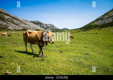 Mucche intorno ai laghi di Covadonga a Picos de Europa, Asturie, Spagna. Mucche intorno ai laghi di Covadonga, Picos de Europa, Asturie, Spagna Foto Stock