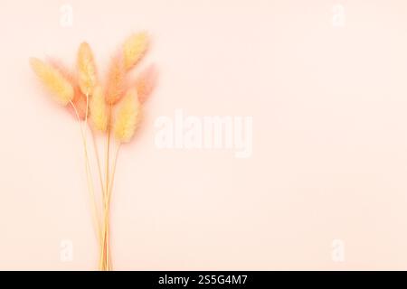 occhielli asciutti e morbidi naturali su sfondo rosa vicino al copyspace Foto Stock