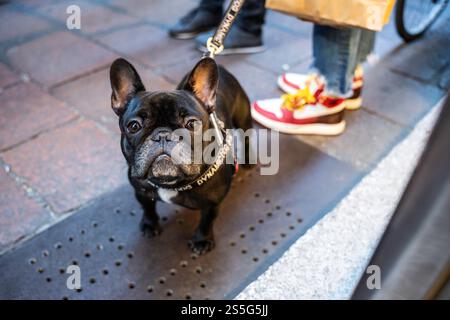 Bulldog francese al guinzaglio in una vivace scena urbana. Le sneaker colorate e la shopping bag sullo sfondo aggiungono un tocco moderno alla città Foto Stock