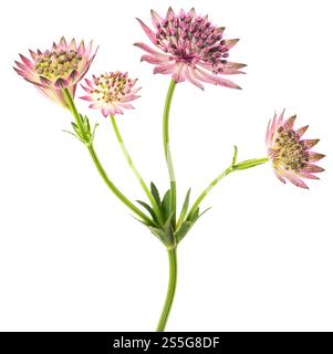 Grandi fiori masterwort isolati su sfondo bianco Foto Stock