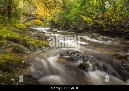 Sutherlands Grove è un bosco deciduo, sulla costa occidentale della Scozia, che ha un aspetto mozzafiato durante l'autunno/l'autunno. Il flusso, o bruciare, scorre attraverso su Foto Stock