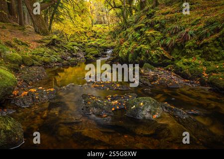 Sutherlands Grove è un bosco deciduo, sulla costa occidentale della Scozia, che ha un aspetto mozzafiato durante l'autunno/l'autunno. Il flusso, o bruciare, scorre attraverso su Foto Stock