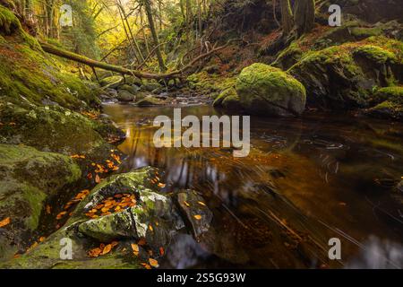 Sutherlands Grove è un bosco deciduo, sulla costa occidentale della Scozia, che ha un aspetto mozzafiato durante l'autunno/l'autunno. Il flusso, o bruciare, scorre attraverso su Foto Stock