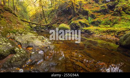 Sutherlands Grove è un bosco deciduo, sulla costa occidentale della Scozia, che ha un aspetto mozzafiato durante l'autunno/l'autunno. Il flusso, o bruciare, scorre attraverso su Foto Stock