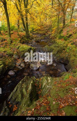 Sutherlands Grove è un bosco deciduo, sulla costa occidentale della Scozia, che ha un aspetto mozzafiato durante l'autunno/l'autunno. Il flusso, o bruciare, scorre attraverso su Foto Stock