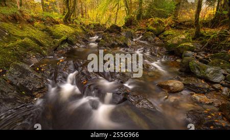 Sutherlands Grove è un bosco deciduo, sulla costa occidentale della Scozia, che ha un aspetto mozzafiato durante l'autunno/l'autunno. Il flusso, o bruciare, scorre attraverso su Foto Stock