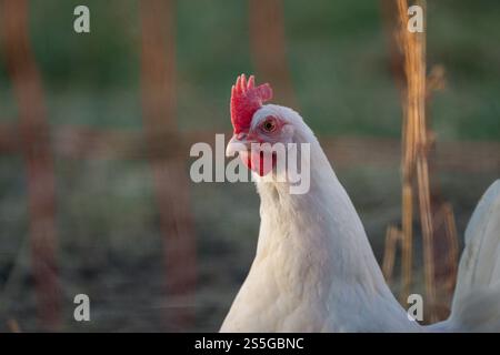 Weißes Huhn im Fokus auf der Wiese , Deutschland, Rheinland-Pfalz, Hanhofen, 14.01.2025, Ein weißes Huhn steht im Fokus auf einer Wiese, bei natürlichem Sonnenlicht. Simbolo für artgerechte Haltung und Nachhaltigkeit. *** Pollo bianco in primo piano , Germania, Renania-Palatinato, Hanhofen, 14 01 2025, un pollo bianco si concentra su un prato, alla luce del sole naturale, simbolo di un allevamento e di sostenibilità adeguati alle specie Foto Stock