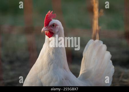 Weißes Huhn im Fokus auf der Wiese , Deutschland, Rheinland-Pfalz, Hanhofen, 14.01.2025, Ein weißes Huhn steht im Fokus auf einer Wiese, bei natürlichem Sonnenlicht. Simbolo für artgerechte Haltung und Nachhaltigkeit. *** Pollo bianco in primo piano , Germania, Renania-Palatinato, Hanhofen, 14 01 2025, un pollo bianco si concentra su un prato, alla luce del sole naturale, simbolo di un allevamento e di sostenibilità adeguati alle specie Foto Stock