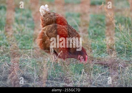 Huhn auf der Wiese bei Sonnenschein , Deutschland, Rheinland-Pfalz, Hanhofen, 14.01.2025, Ein braunes Huhn pickt auf einer Grünen Wiese bei Sonnenlicht. Symbol für Freilandhaltung und nachhaltige Landwirtschaft. *** Pollo su un prato al sole , Germania, Renania-Palatinato, Hanhofen, 14 01 2025, un pollo bruno afferra un prato verde alla luce del sole simbolo per l'agricoltura all'aperto e l'agricoltura sostenibile Foto Stock