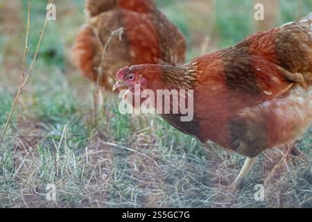 Huhn auf der Wiese bei Sonnenschein , Deutschland, Rheinland-Pfalz, Hanhofen, 14.01.2025, Ein braunes Huhn pickt auf einer Grünen Wiese bei Sonnenlicht. Symbol für Freilandhaltung und nachhaltige Landwirtschaft. *** Pollo su un prato al sole , Germania, Renania-Palatinato, Hanhofen, 14 01 2025, un pollo bruno afferra un prato verde alla luce del sole simbolo per l'agricoltura all'aperto e l'agricoltura sostenibile Foto Stock
