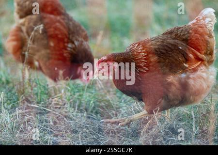 Huhn auf der Wiese bei Sonnenschein , Deutschland, Rheinland-Pfalz, Hanhofen, 14.01.2025, Ein braunes Huhn pickt auf einer Grünen Wiese bei Sonnenlicht. Symbol für Freilandhaltung und nachhaltige Landwirtschaft. *** Pollo su un prato al sole , Germania, Renania-Palatinato, Hanhofen, 14 01 2025, un pollo bruno afferra un prato verde alla luce del sole simbolo per l'agricoltura all'aperto e l'agricoltura sostenibile Foto Stock