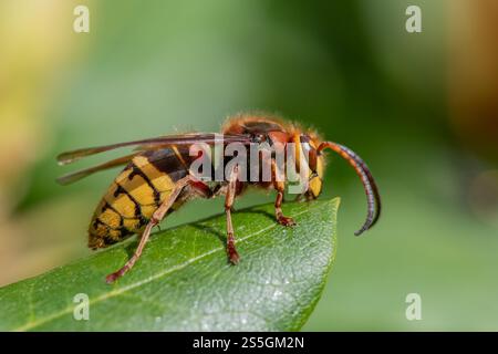 Hornet Vespa crabro maschio a riposo, calabrone europeo (Vespa crabro) maschio Foto Stock