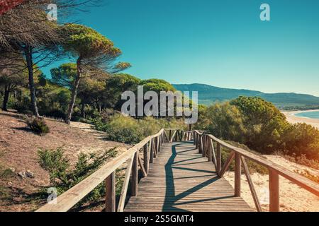 Passerella in legno lungo il mare e gli alberi di pino nel parco naturale fino alla duna di Bolonia Andalusia Spagna Europa Foto Stock