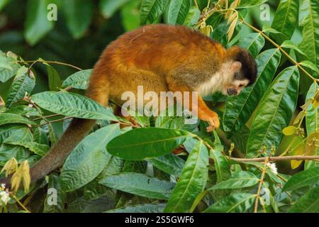 primo piano di una scimmia scoiattolo in un cespuglio presso il fiume nella dominante costa rica Foto Stock