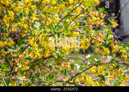 Un cespuglio di ribes fiorito. Fiori gialli luminosi sui rami con foglie verdi in primavera. Foto Stock