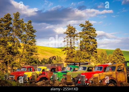 I camion di antiquariato Rusty sono abbandonati nella Palouse dello stato di Washington, che resistono in terreni agricoli aperti. Foto Stock