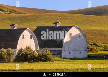Due fienili bianchi si trovano tra le ondulate fattorie di Palouse nello stato di Washington, circondati da campi di grano e da un dolce paesaggio rurale. Foto Stock
