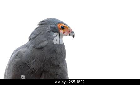 Falco arriero africano, Polyboroides typus, isolato su sfondo bianco con spazio per il testo. Primo piano della parte superiore del corpo e del viso nel profilo. Un uccello di P. Foto Stock