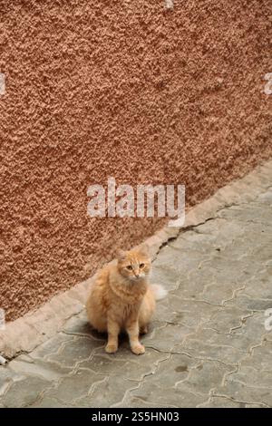 Un gatto arancione per le strade della Medina di Marrakech in Marocco Foto Stock
