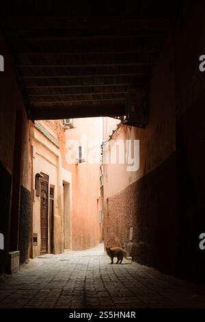 Un gatto arancione per le strade della Medina di Marrakech in Marocco Foto Stock