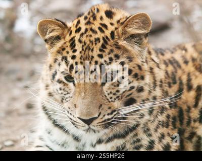 Ritratto di Janav leopard - Panthera pardus Foto Stock