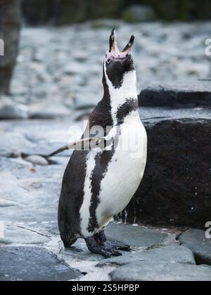 Pinguino Humboldt - Spheniscus humboldti sulla costa rocciosa Foto Stock