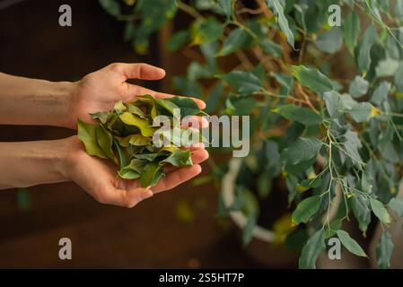La donna tiene in mano foglie gialle e verdi cadute, mostrando preoccupazione per la salute della sua pianta d'appartamento e dimostrando l'importanza della cura delle piante Foto Stock