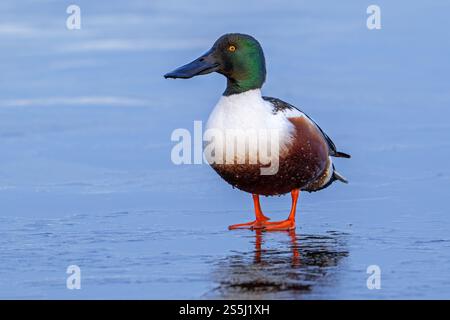 Shoveler settentrionale (Spatula clypeata / Anas clypeata) maschio adulto / drake che riposa sul ghiaccio dello stagno ghiacciato in inverno Foto Stock