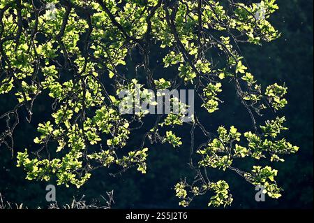 La splendida luce del sole primaverile brilla attraverso un albero di quercia a Hawley Meadows sul confine tra Hampshire e Surrey Foto Stock