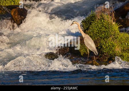 Un grande airone blu (Ardea herodias) che pesca nel rapido dove l'acqua entra nel lago Baum dal lago Crystal nella contea di Shasta, CA. Foto Stock