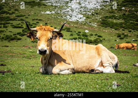 Mucche intorno ai laghi di Covadonga a Picos de Europa, Asturie, Spagna. Mucche intorno ai laghi di Covadonga, Picos de Europa, Asturie, Spagna Foto Stock