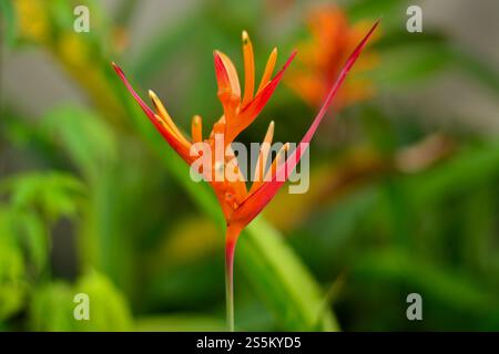 Heliconia è un vibrante fiore tropicale, conosciuto per le sue infiorescenze esotiche e colorate. Con i suoi petali in tonalità di rosso, arancione, giallo e verde, Foto Stock