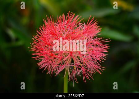 Lo Scadoxus è una pianta tropicale nota per la sua impressionante infiorescenza a forma di palla, composta da numerosi piccoli fiori dai colori vivaci, di solito rossi Foto Stock