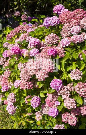 Hydrangea macrophylla pianta in autunno con grandi fiori rosa. Giardino di fiori del Regno Unito Foto Stock