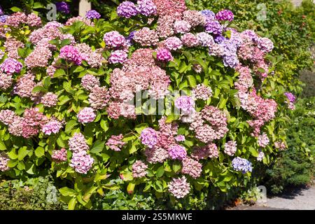 Hydrangea macrophylla pianta in autunno con grandi fiori rosa. Giardino di fiori del Regno Unito Foto Stock