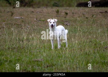 Un allegro cane bianco si trova in un campo erboso aperto, circondato dalla natura. L'immagine cattura un momento giocoso e sereno, mettendo in risalto il Foto Stock