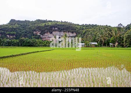 Risaie nella valle di Harau, Sumatra occidentale, Indonesia. Foto Stock