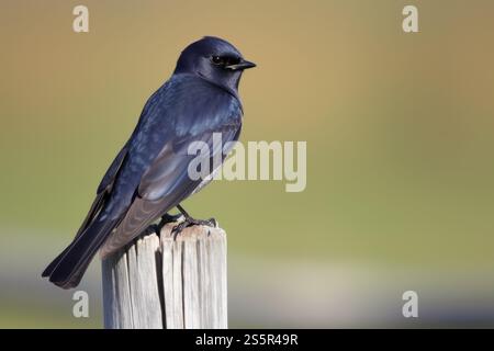 Uccello viola martin. Aviario in volo. Generare intelligenza artificiale Foto Stock