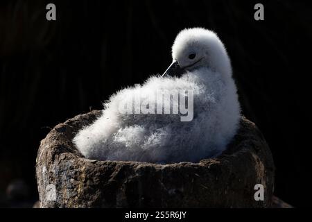 Pulcino Albatross con sopracciglia nera sul nido nelle Isole Falkland (Thalassarche melanophris) Foto Stock