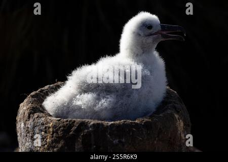 Pulcino Albatross con sopracciglia nera sul nido nelle Isole Falkland (Thalassarche melanophris) Foto Stock