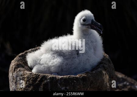 Pulcino Albatross con sopracciglia nera sul nido nelle Isole Falkland (Thalassarche melanophris) Foto Stock