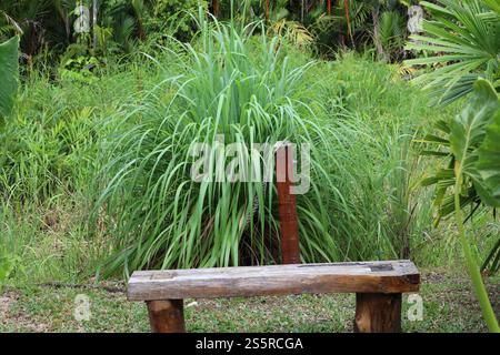 panchina rustica in legno tagliato ruvido contro la fitta vegetazione della foresta pluviale tropicale di verde scuro Foto Stock