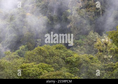 Foresta pluviale tropicale, Monte Verde St. Elena, provincia di San Jose, catena montuosa centrale, Costa Rica, America centrale Foto Stock