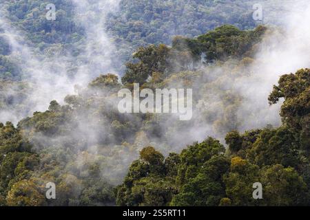 Foresta pluviale tropicale, Monte Verde St. Elena, provincia di San Jose, catena montuosa centrale, Costa Rica, America centrale Foto Stock