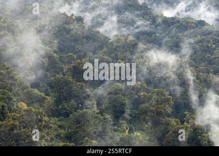 Foresta pluviale tropicale, Monte Verde St. Elena, provincia di San Jose, catena montuosa centrale, Costa Rica, America centrale Foto Stock