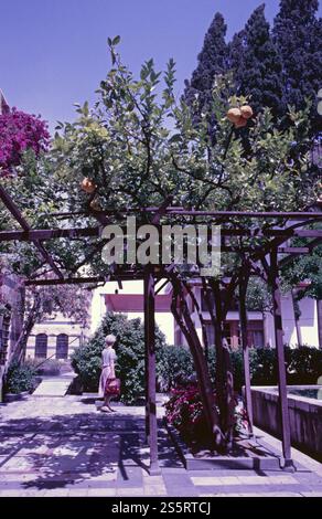 Arancia amara, agrumi, Palazzo Azim, Damasco, Siria, maggio 1987, vintage, retrò, vecchio, storico, Asia Foto Stock