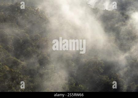 Foresta pluviale tropicale, Monte Verde St. Elena, provincia di San Jose, catena montuosa centrale, Costa Rica, America centrale Foto Stock