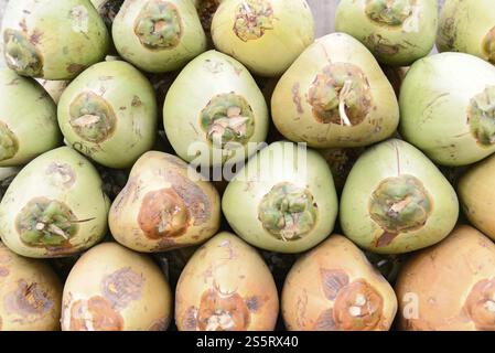 Mysore, Karnataka, India meridionale, India, noci di cocco verde fresco in pile, Mysore, Karnataka, India meridionale, India, Asia Foto Stock